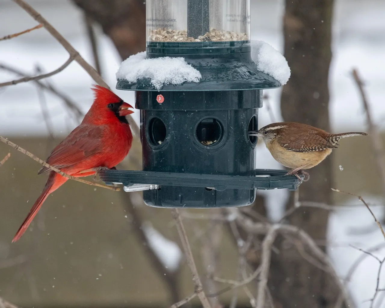 2. Swap Summer Feeders for High-Energy Winter Food (Image Credits: Pixabay)