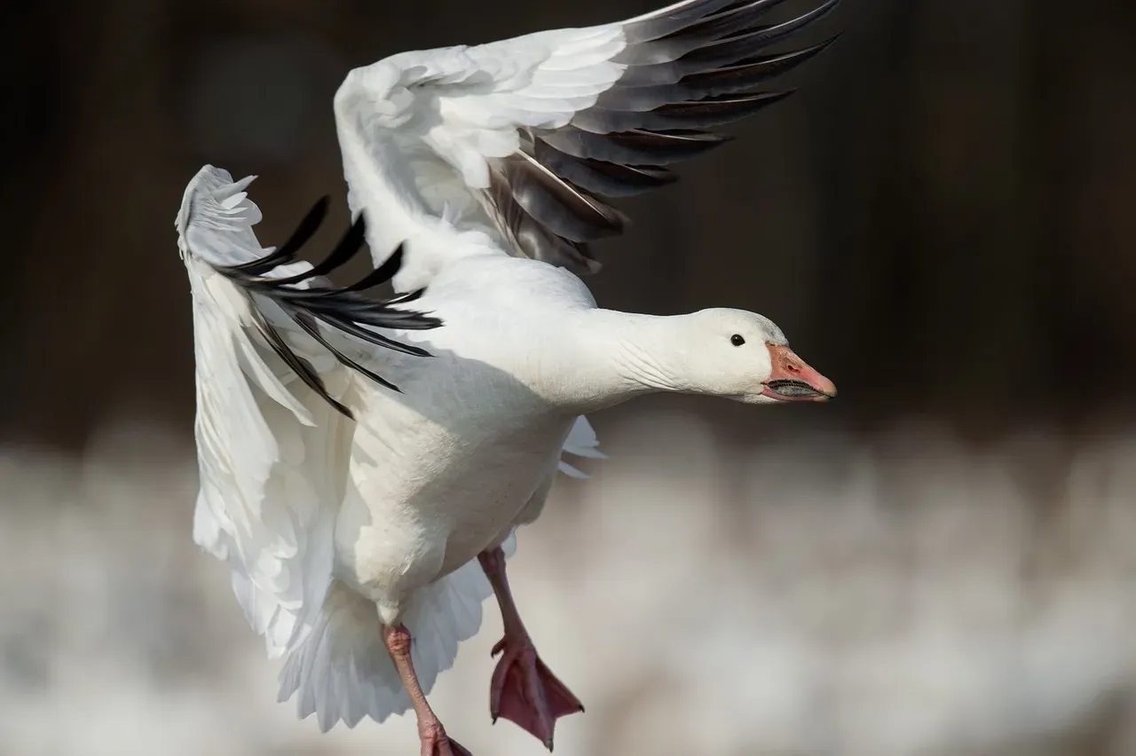 The Steadfast Goose: Symbol of Devotion (Image Credits: Pixabay)