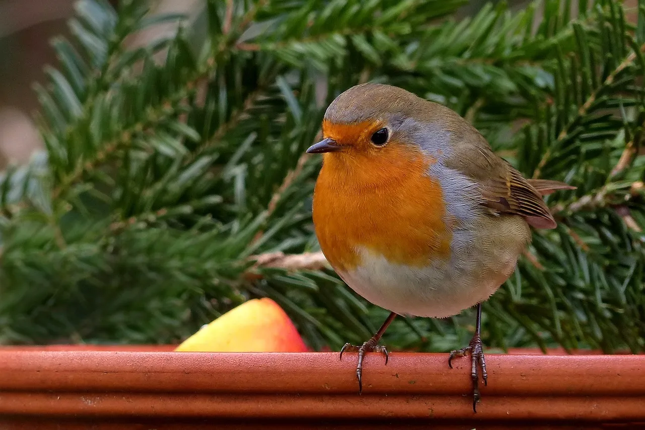 Are Winter Robins a Sign of Climate Change? (Image Credits: Pixabay)