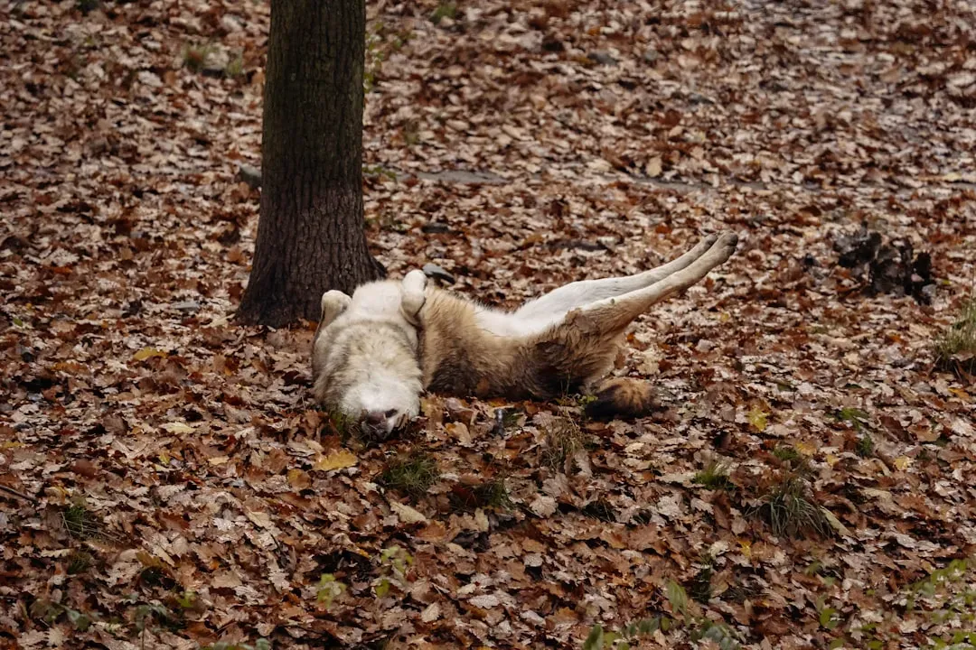 They Perform a Convincing “Play Dead” Act (Image Credits: Unsplash)