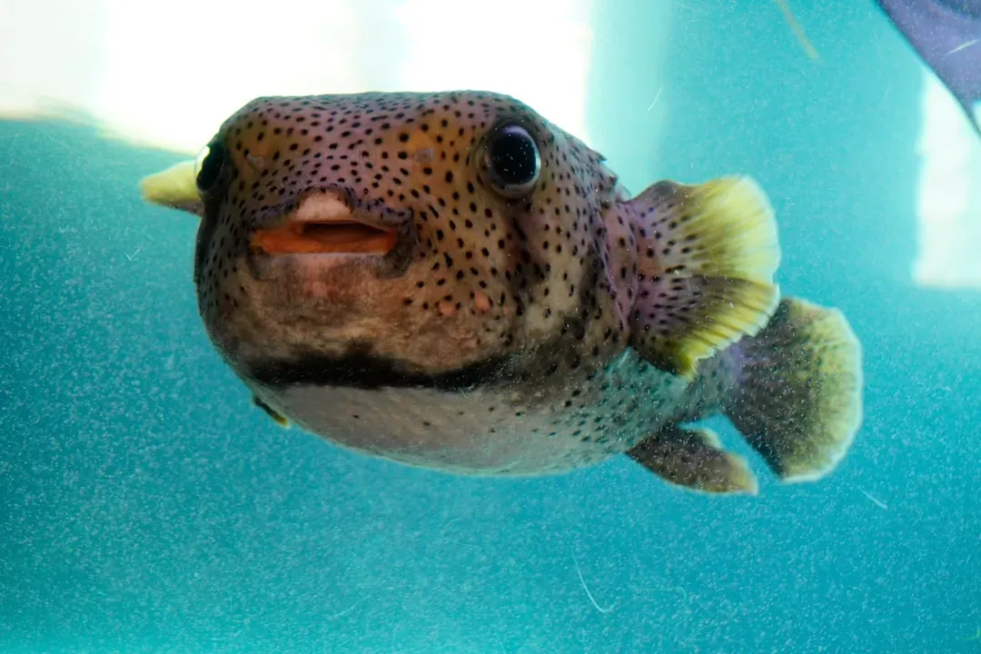 8. The Pufferfish: Blowing Up Into an Impossible Meal (Image Credits: Unsplash)