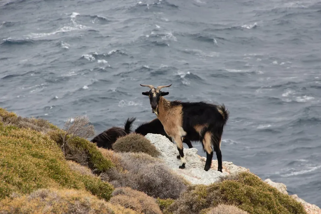 Capricorn: The Mountain Goat Climbs Higher (Image Credits: Unsplash)