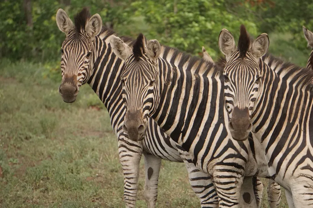 Every Zebra Is Utterly Unique (Image Credits: Unsplash)