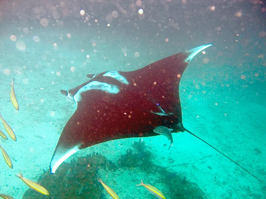 Rethinking “Fish Intelligence” in the Age of Manta Rays (Flickr, CC BY-SA 2.0)