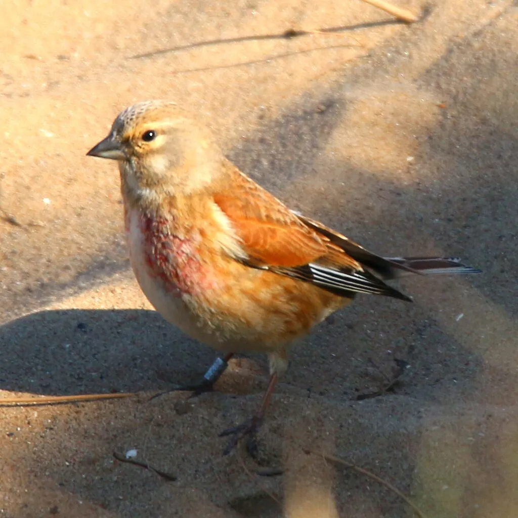 #32 - Linnet and Seed-Eating Songbirds: Fewer Flocks, Fewer Garden Guests (Nick Goodrum Photography, Flickr, CC BY 2.0)