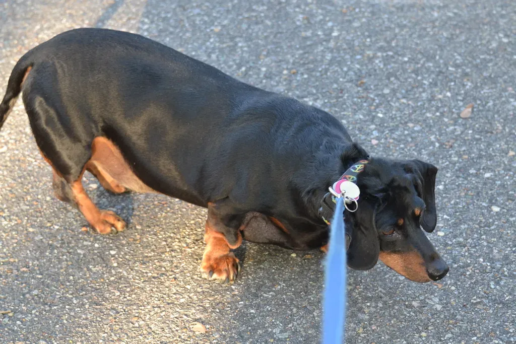 Rushing Them During Walks (Image Credits: Flickr)