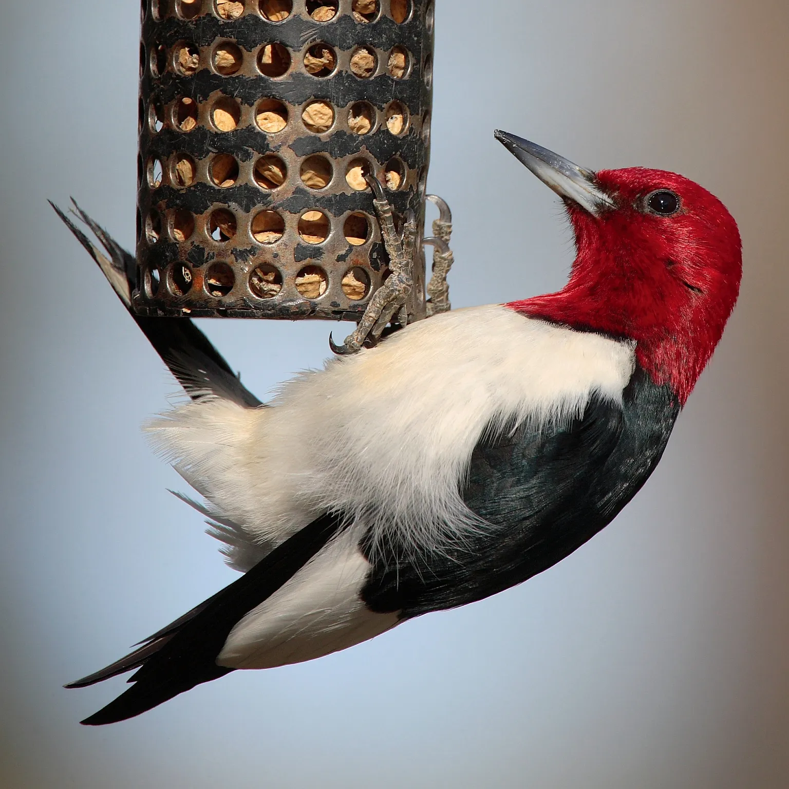 #1: Make a Clear, Consistent "Promise" Birds Can Trust (By Mdf, CC BY-SA 3.0)