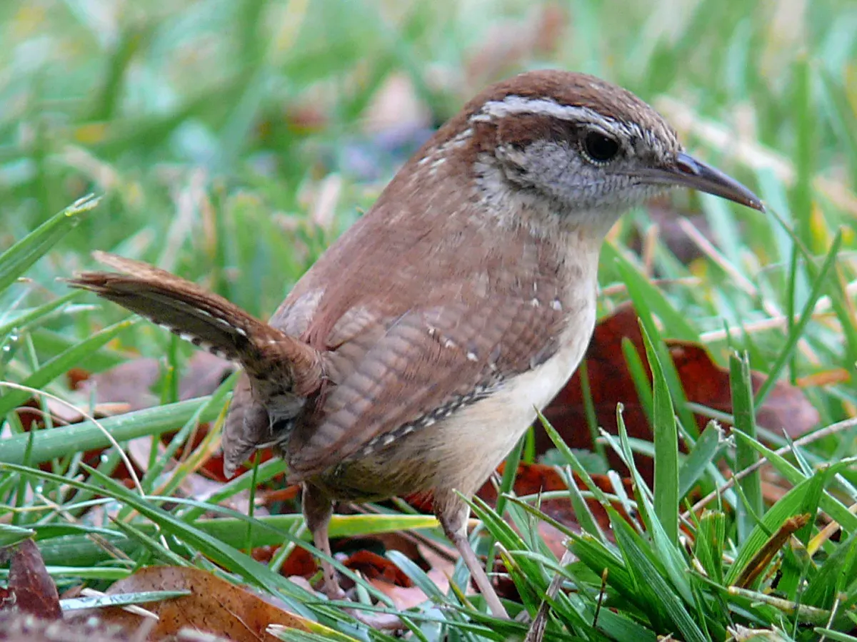 4. Carolina Wren (KenThomas.us(personal website of photographer), Public domain)