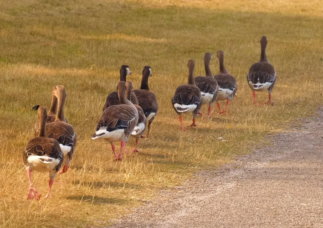#3: They Practice Sentinel Behavior, a Form of Organized Cooperation (Image Credits: Unsplash)