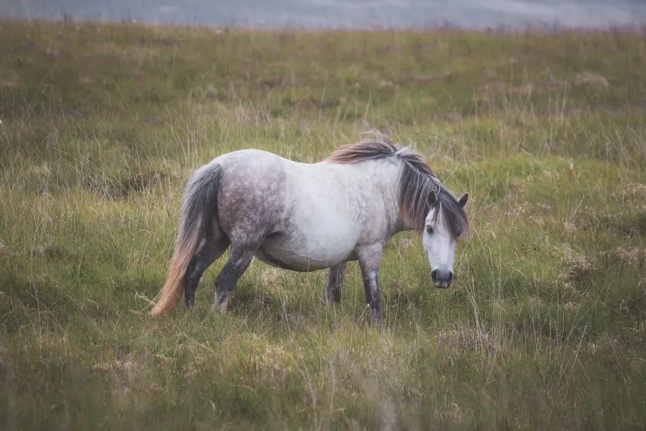 #14 - Pony of the Wrong Type (Especially Welsh and "Mystery" Ponies) (Image Credits: Pexels)