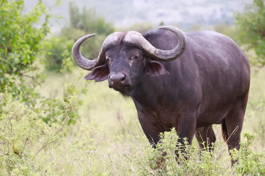 Taurus: The Bull - Possessive, Stubborn, Territorial (Nagarjun, Flickr, CC BY 2.0)