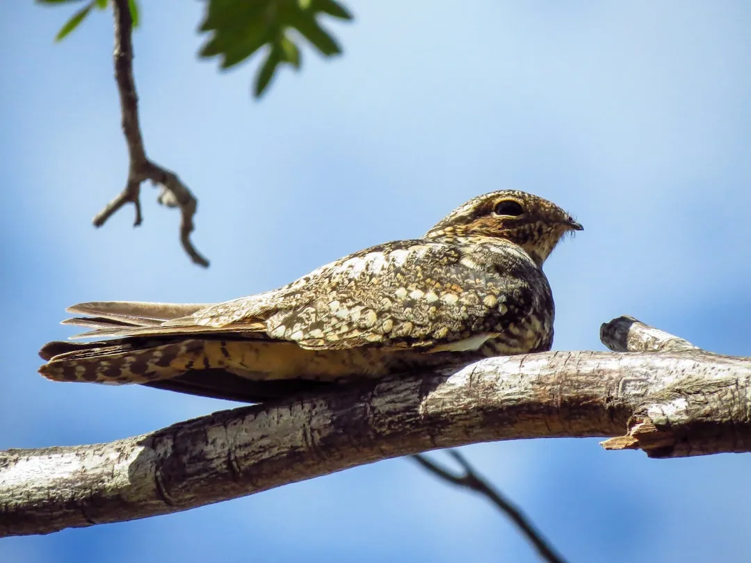 #8 - Common Nighthawk (Image Credits: Unsplash)