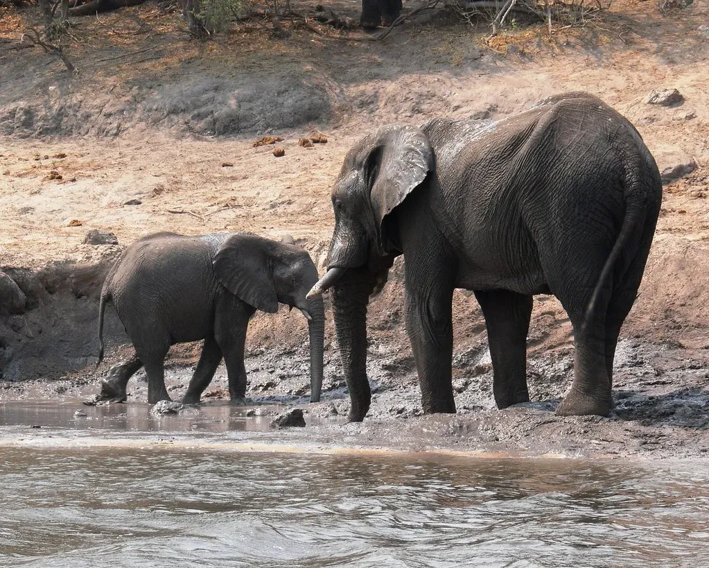 6. Elephants' Tactile Trunk Touches (Image Credits: Flickr)