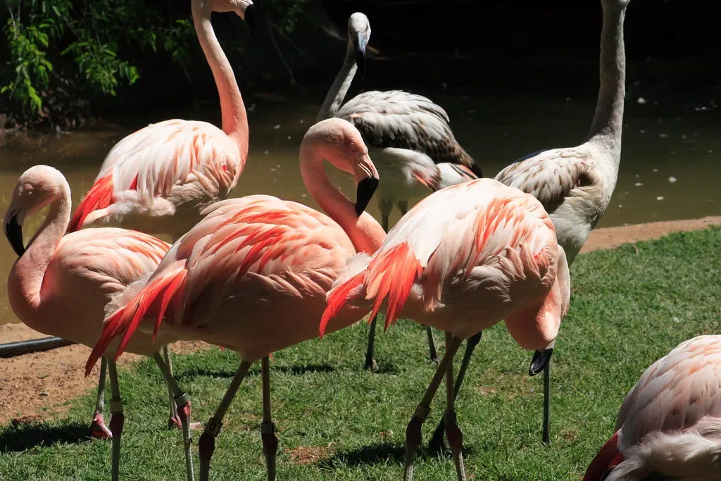 Unexpected Urban Wetlands: Where Flamingos Meet City Skylines (Image Credits: Flickr)
