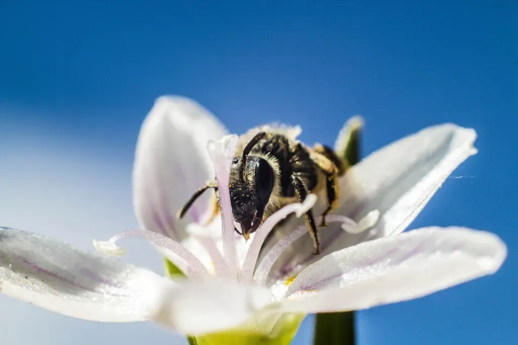 #4: Bees Are Natural Signals of Ecosystem Health (Image Credits: Rawpixel)