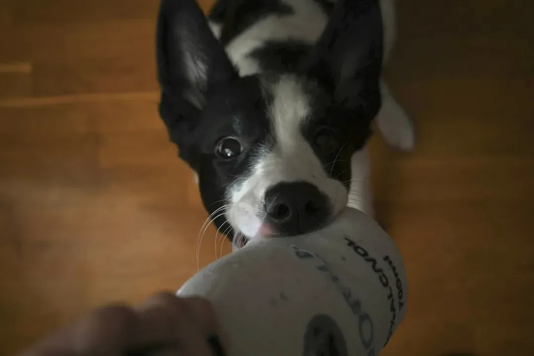 The Shell Game with Cups (Image Credits: Unsplash)