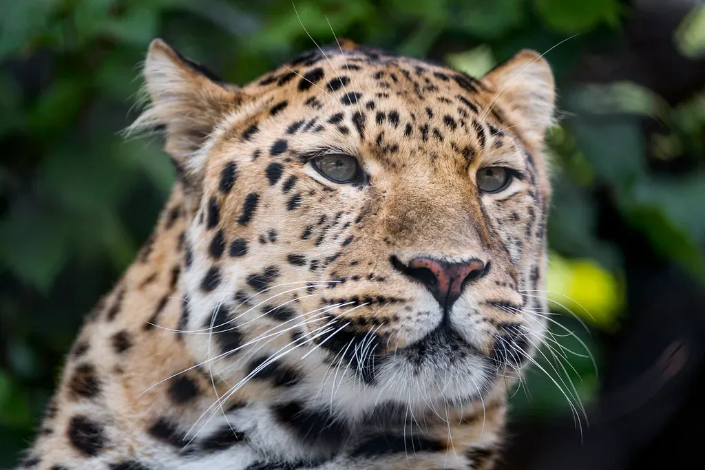 The Amur Leopard: The World's Most Endangered Big Cat (Image Credits: Flickr)