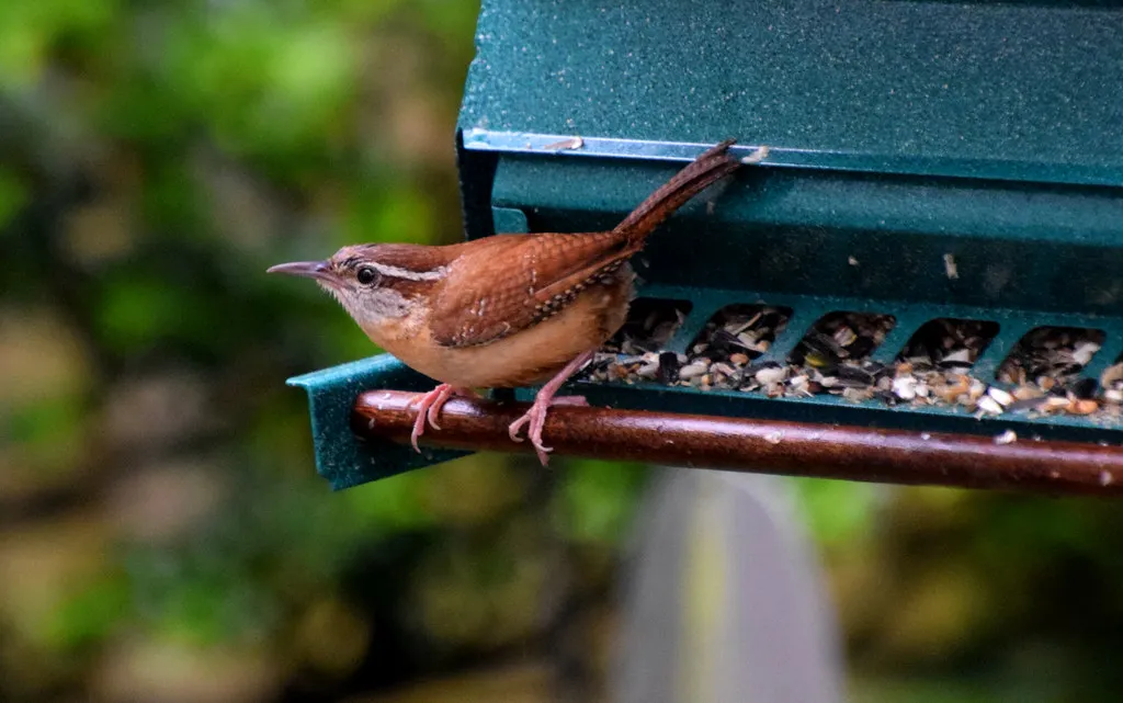 11. Distinctive Appearance (Tobyotter, Flickr, CC BY 2.0)