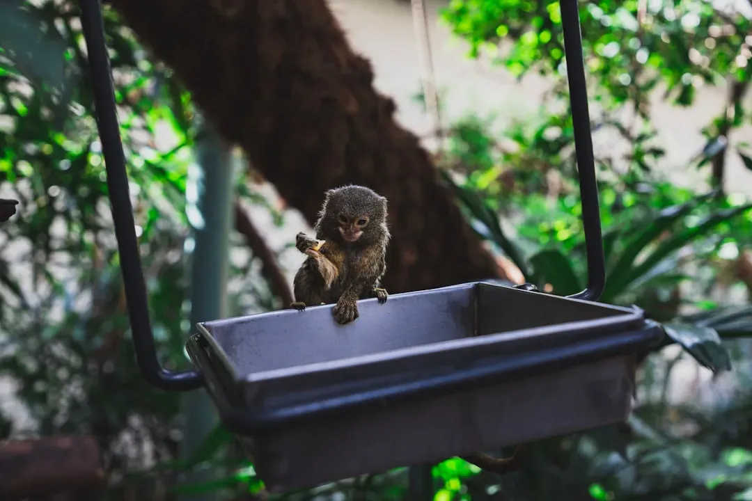 Pygmy Marmoset and Madame Berthe's Mouse Lemur: The Tiny Primates (Image Credits: Unsplash)