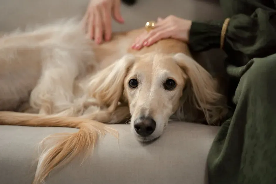 Conclusion: Your Dog Understands You More Than You Know (Image Credits: Pexels)