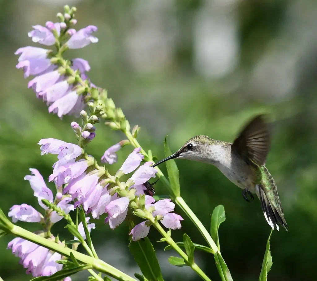 #14: Native Plants Outperform Feeders as a Long-Term Habitat Strategy (Image Credits: Flickr)