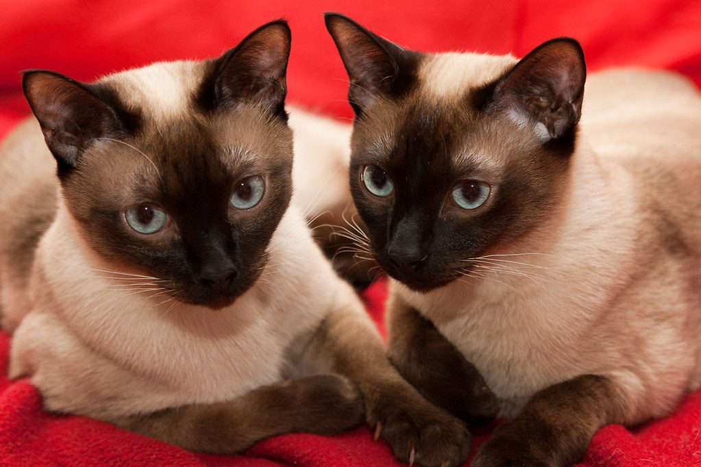 #1 Siamese (Image Credits: Flickr)