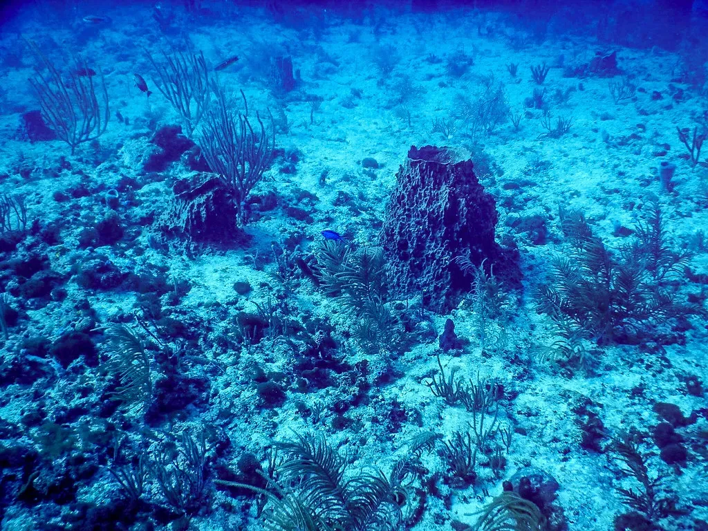 Conclusion: What the Deep Knows That We've Forgotten (Image Credits: Flickr)