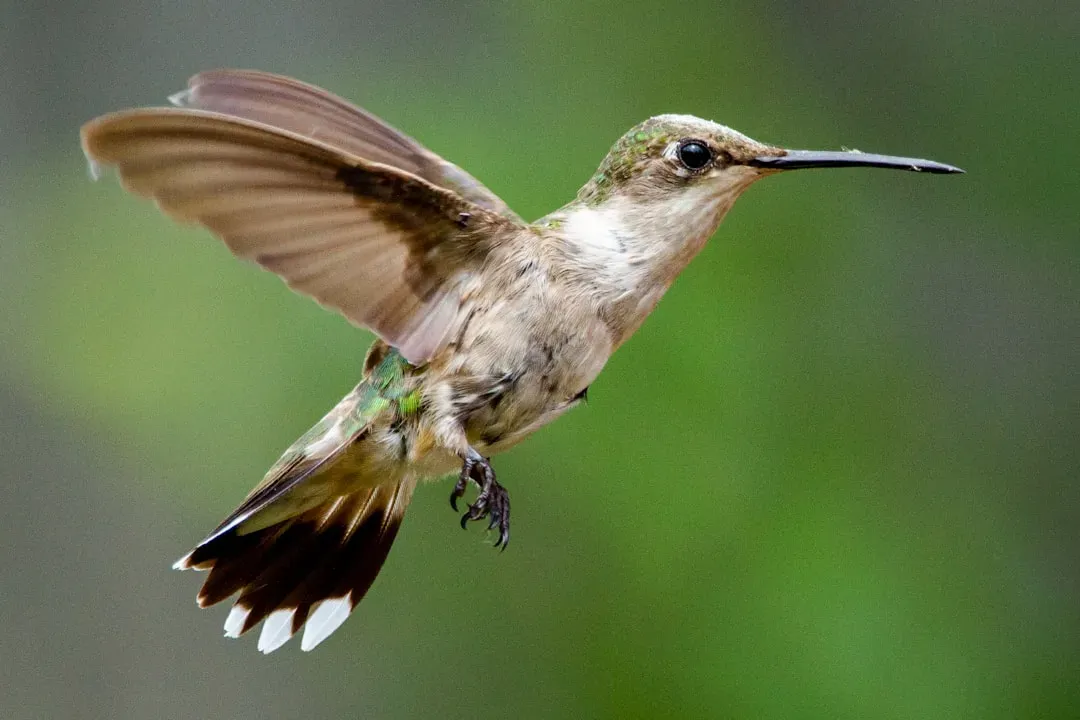 They Can Migrate Over 500 Miles Without Stopping (Image Credits: Unsplash)