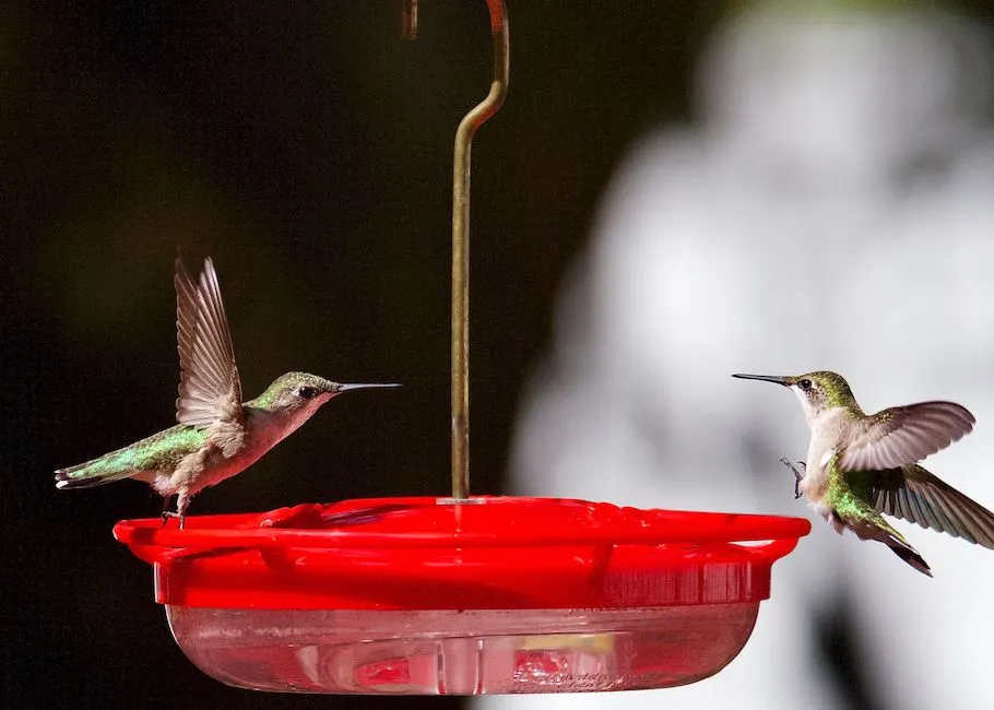 #3 - Wingbeats So Fast They Break the Record Books (Image Credits: Pexels)