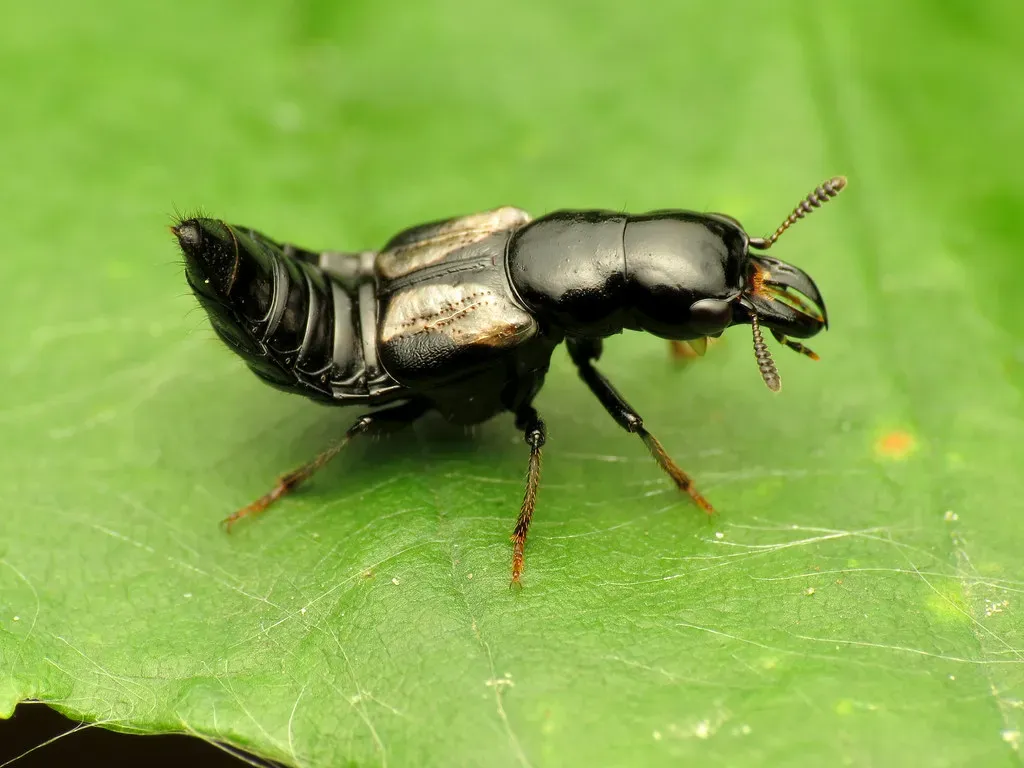 Rove Beetles (Image Credits: Flickr)