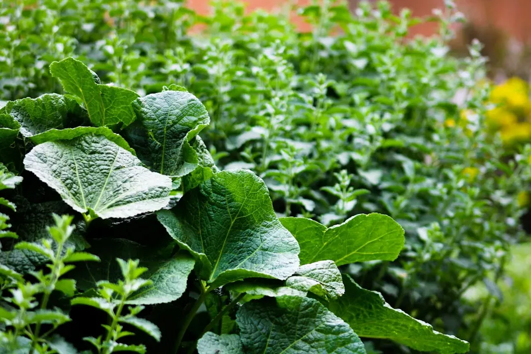 Grow Pest-Repelling Plants Around Your Home (Image Credits: Unsplash)
