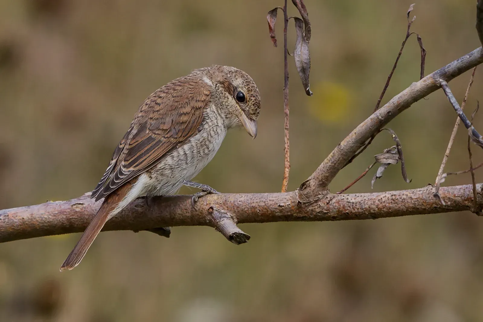 Virgo: The Shrike (Image Credits: Wikimedia)