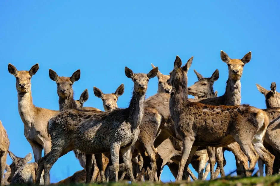 Conservation Efforts and Management Practices (Image Credits: Pexels)