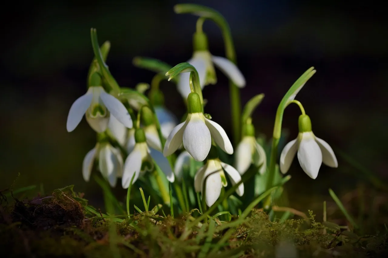 You Notice Seasonal Changes in Plant Life (Image Credits: Pixabay)