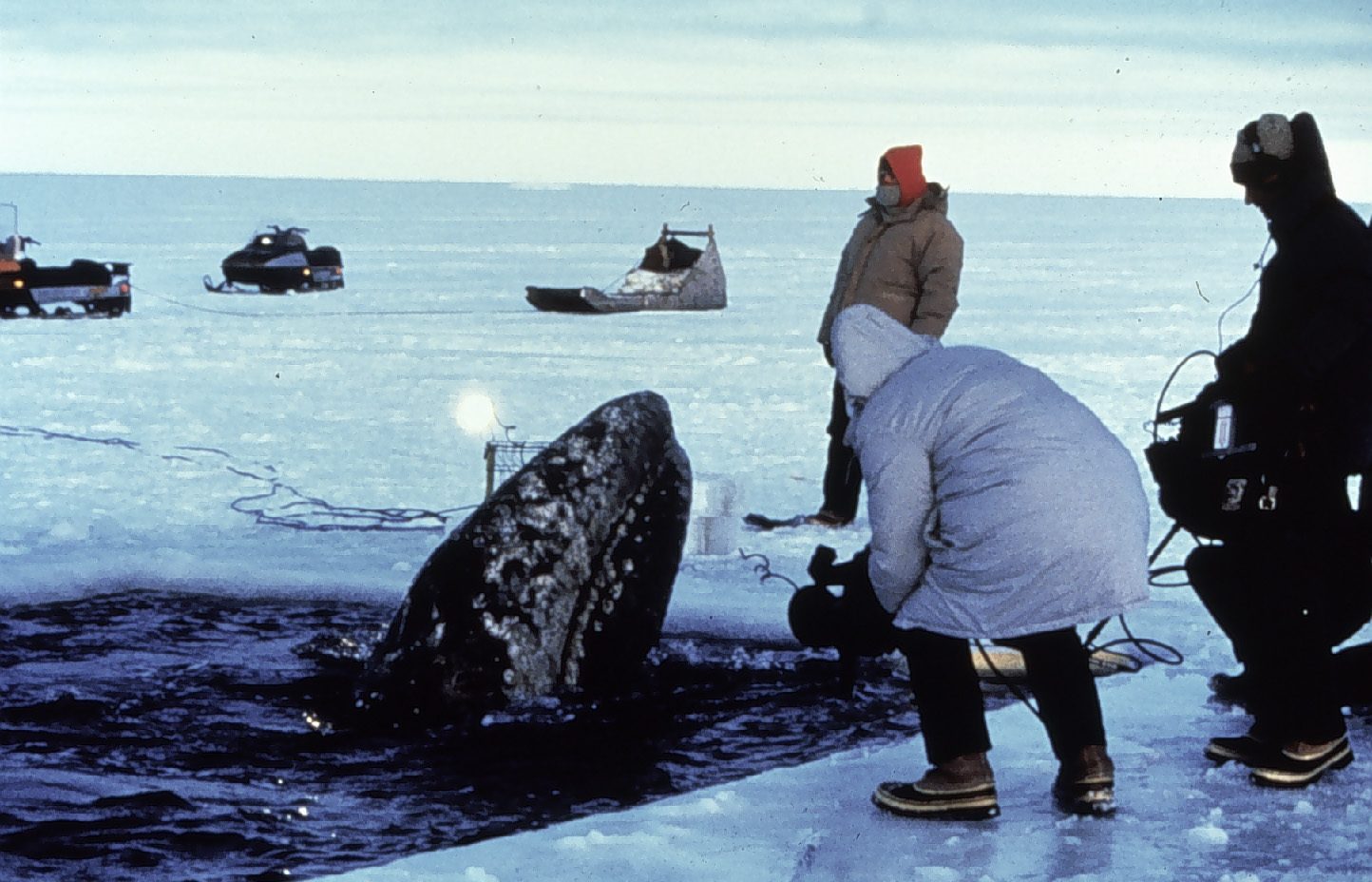 Gray Whales: Coastal Commuters of the Pacific (Image Credits: Wikimedia)