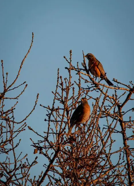 Gathering in Groups (Image Credits: Pexels)