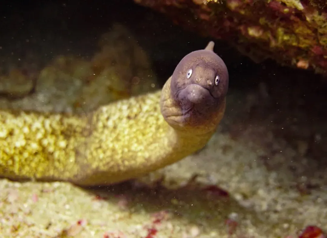 Aquarius: The Octopus (Alternative: The Electric Eel) (Image Credits: Unsplash)