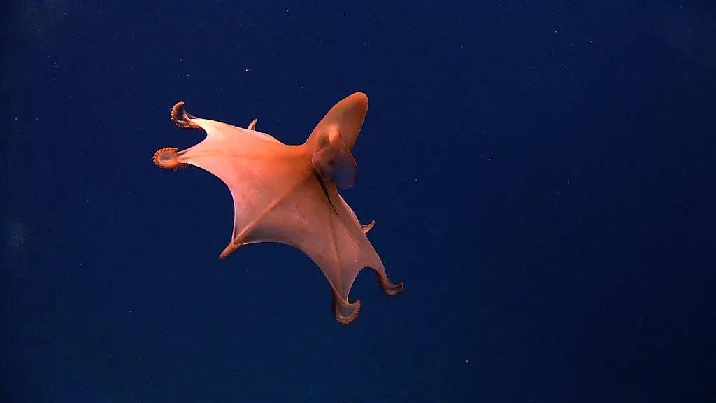 5. The Dumbo Octopus: Graceful Ghost of the Deep (NOAA Photo Library, Flickr, CC BY 2.0)