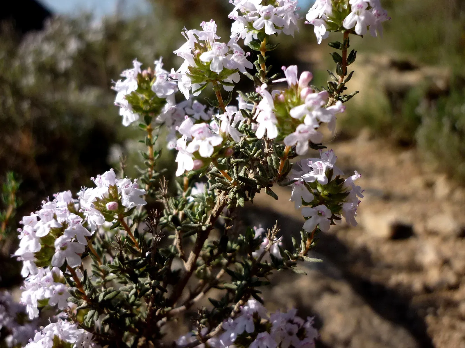#11 - Thyme: The Overlooked Kitchen Herb With a Surprising Sting (By Isidre blanc, CC BY-SA 4.0)