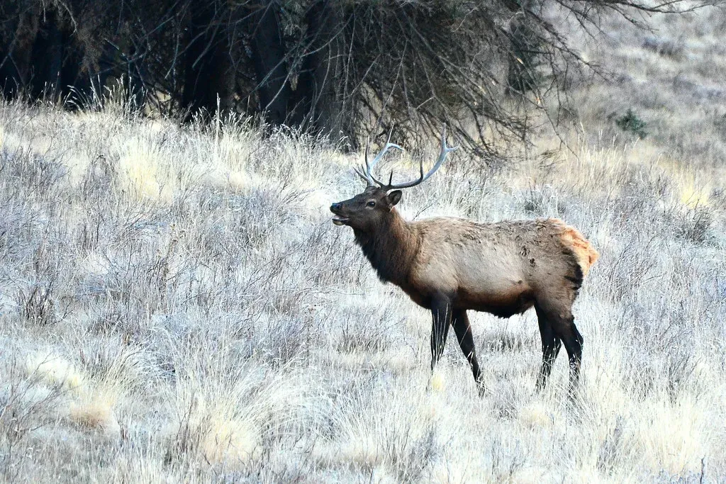 New Mexico (Larry Lamsa, Flickr, CC BY 2.0)