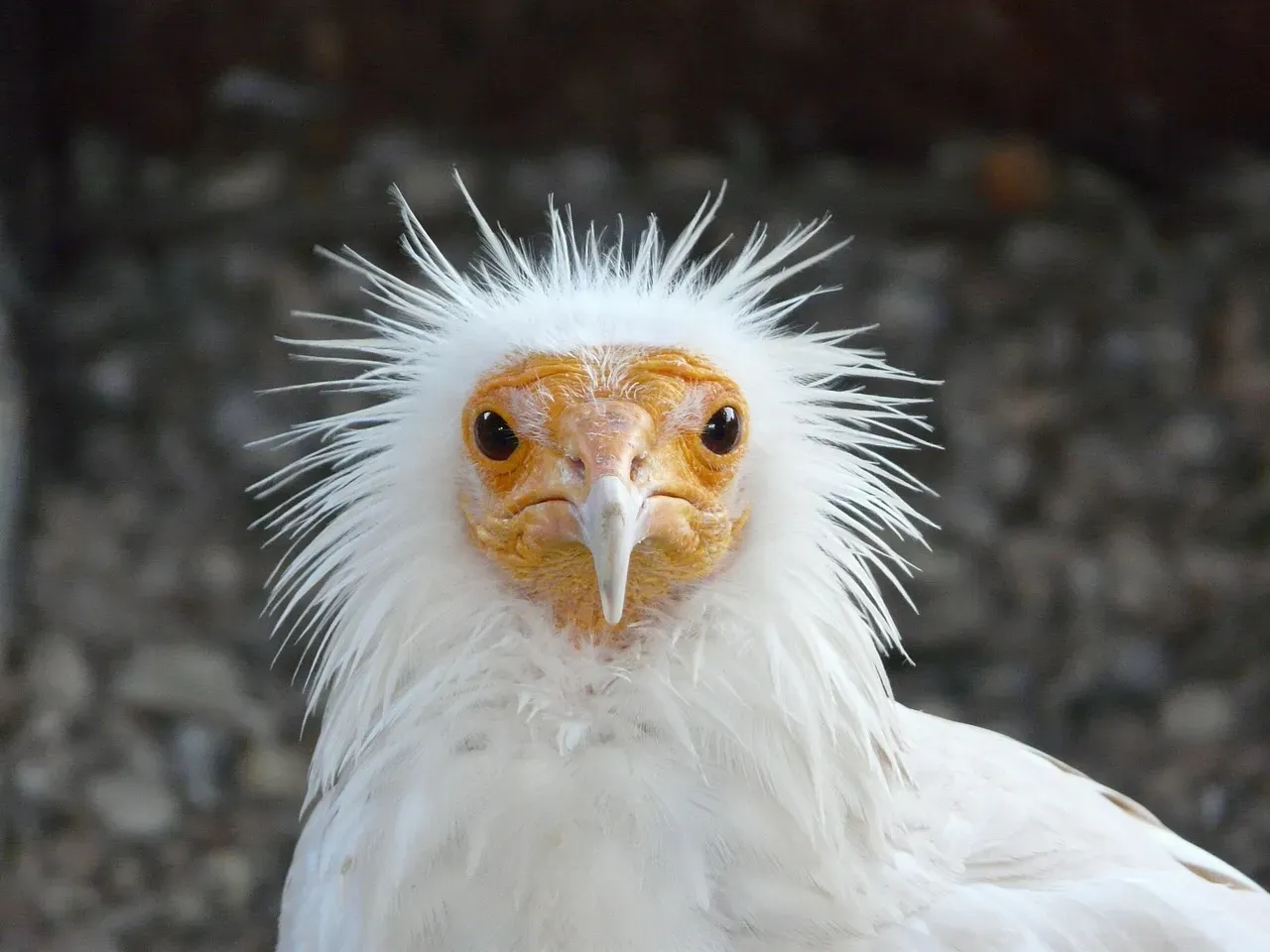 Egyptian Vultures Dropping Stones on Eggs (Image Credits: Pixabay)