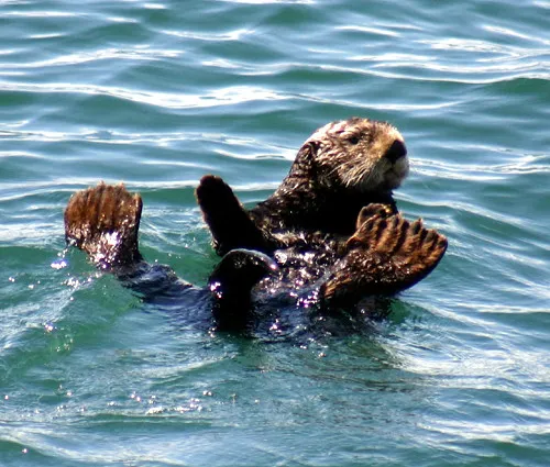 Their Voracious Appetites Help Kelp Grow Taller and Denser (Image Credits: Flickr)