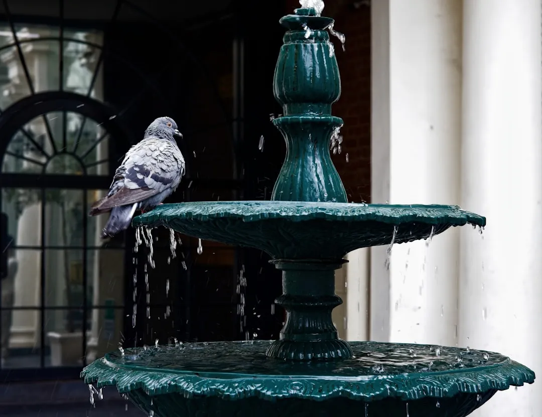 #3 - Put Out Water That Looks and Sounds Alive (Image Credits: Unsplash)