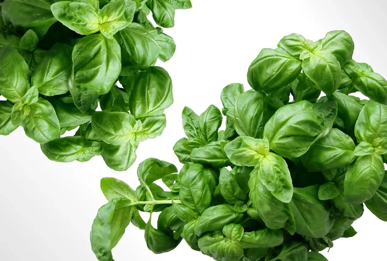 #4 - Basil: The Only Herb on This List That Works Without Being Touched (Image Credits: Pixabay)
