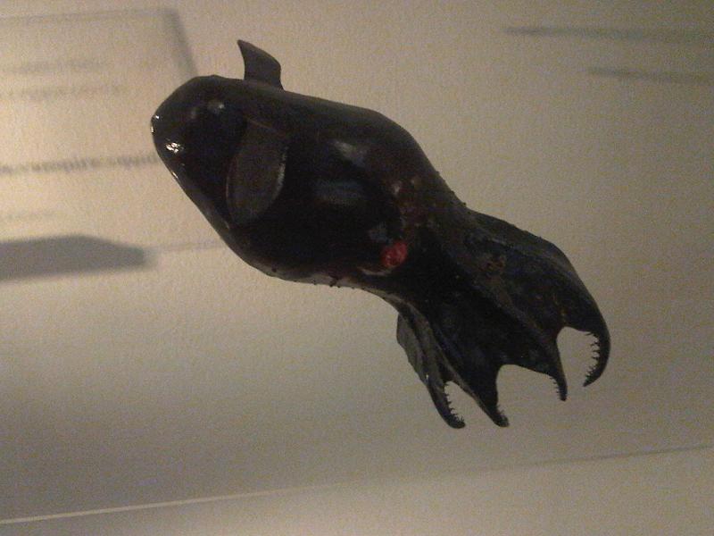 The Vampire Squid: A Living Phantom from Hell (Image Credits: Wikimedia)