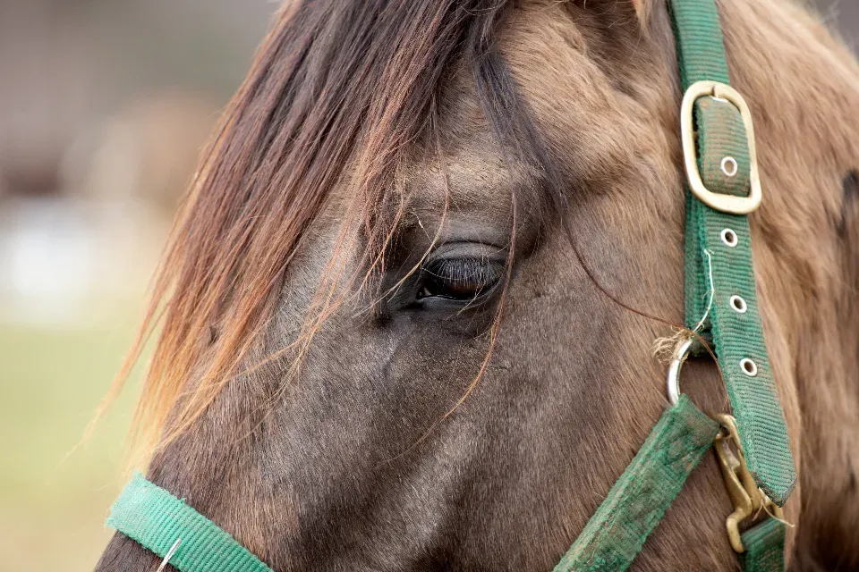 Their Eyes Are Bigger Than Any Other Land Mammal's (Image Credits: Stocksnap)