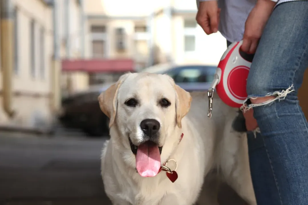 Labrador Retriever: The Eager Student Who Aims To Please (Image Credits: Unsplash)