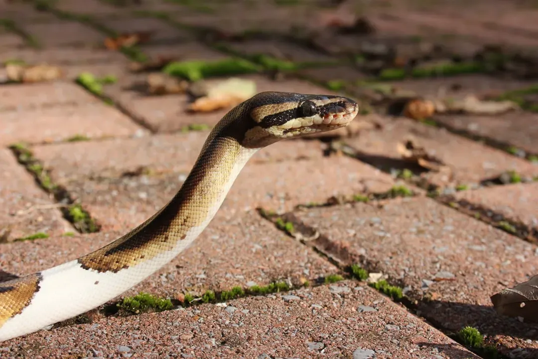 They Show Immunity to Certain Snake Venoms (Image Credits: Unsplash)