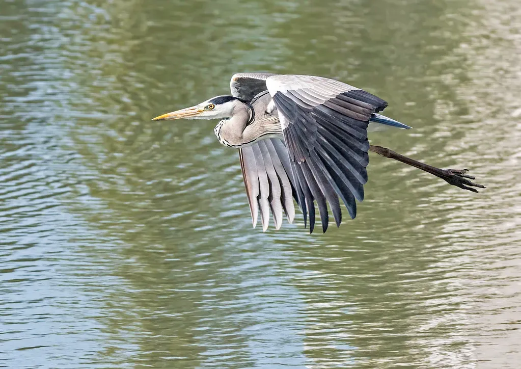 Migratory Birds and the Quantum Compass in Their Eyes (okiox, Flickr, CC BY 2.0)