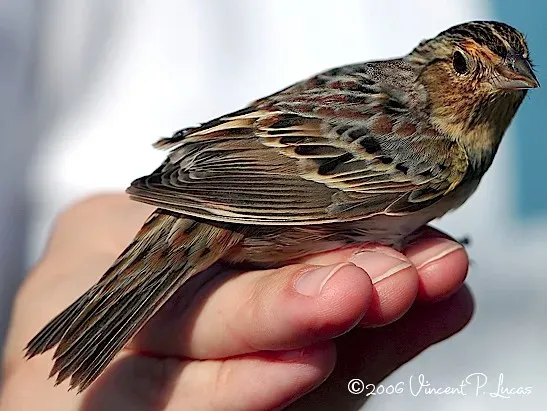 2. Florida Grasshopper Sparrow: The Rarest Bird in North America (leppyone, Flickr, CC BY 2.0)